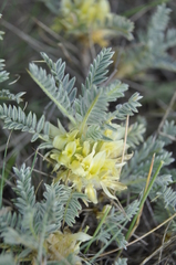 Astragalus aureus