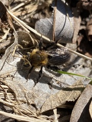 Andrena dunningi