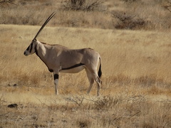 Oryx beisa beisa