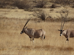 Oryx beisa beisa