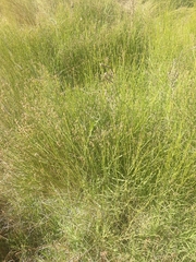 Baccharis spartioides