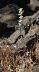 Streptanthus diversifolius