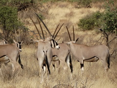 Oryx beisa beisa