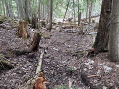 Sphaerium occidentale