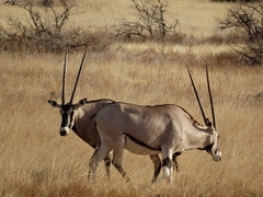 Oryx beisa beisa