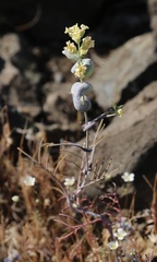 Streptanthus diversifolius