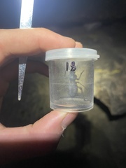 Cryptoglossa muricata