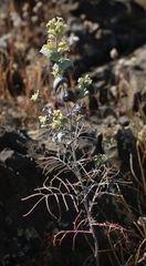 Streptanthus diversifolius