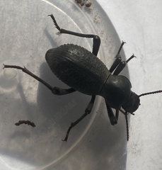 Cryptoglossa muricata