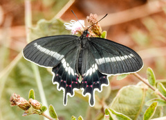 Parides bunichus