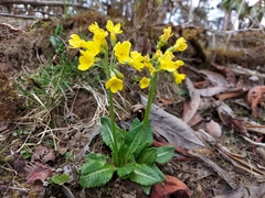 Primula strumosa