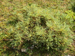 Astragalus aureus