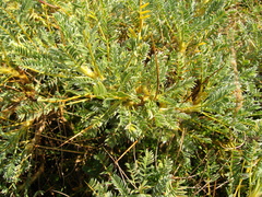 Astragalus aureus