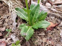 Primula strumosa
