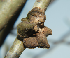 Callirhytis quercusventricosa