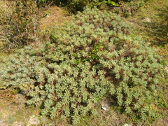 Astragalus aureus
