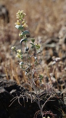 Streptanthus diversifolius
