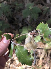 Heteroecus dasydactyli