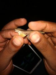 Anolis gaigei