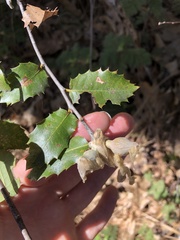 Heteroecus dasydactyli