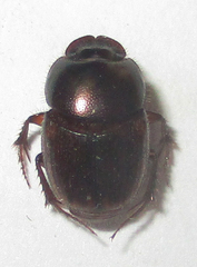 Onthophagus vinctus