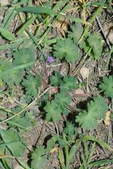 Geranium molle