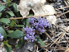 Ceanothus prostratus