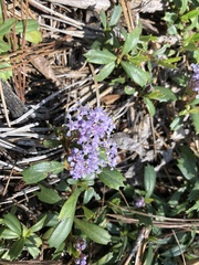 Ceanothus prostratus