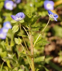 Veronica persica