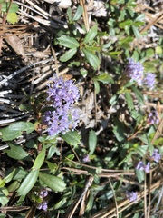 Ceanothus prostratus