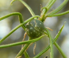 Dryocosmus quercuslaurifoliae