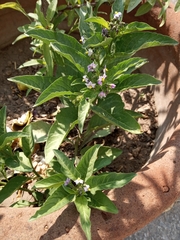 Solanum corymbosum