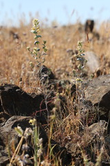 Streptanthus diversifolius
