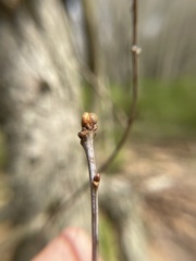 Neuroterus vesicula