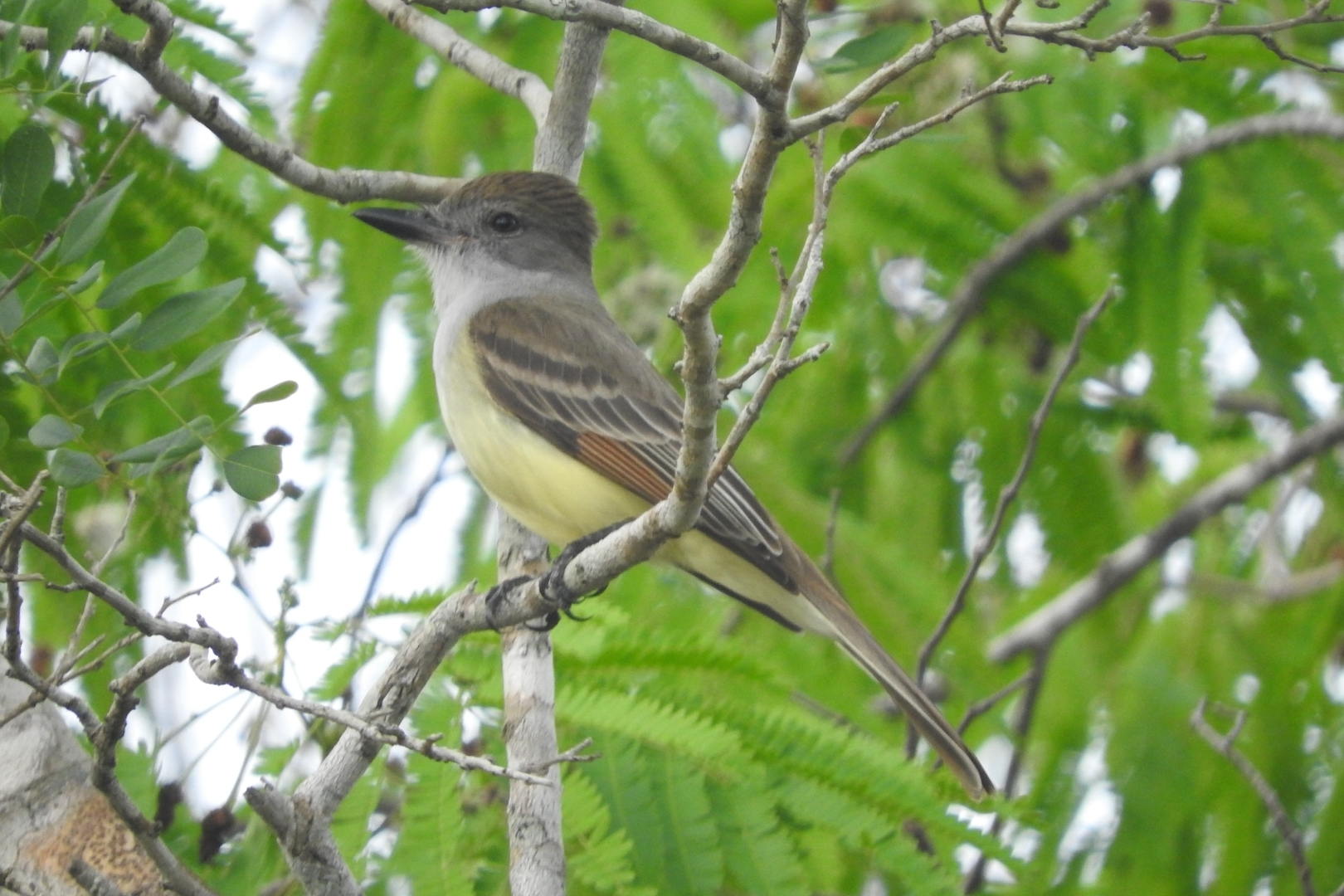 Yucatan Flycatcher (Myiarchus yucatanensis), photo 8