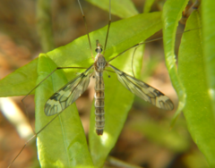 Tipula trivittata