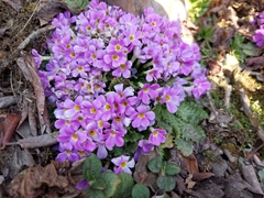Primula gracilipes