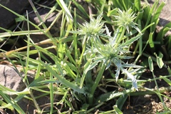 Eryngium vaseyi