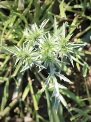 Eryngium vaseyi