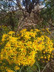 Senecio brasiliensis
