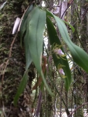 Sarcochilus australis