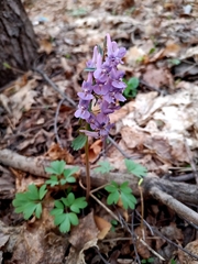Corydalis solida