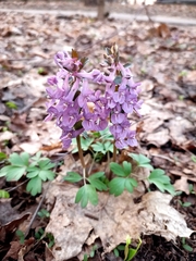 Corydalis solida