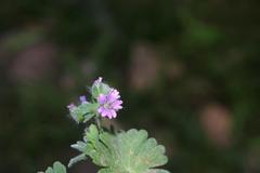 Geranium molle