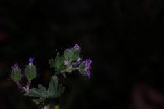 Geranium molle