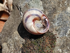 Helix philibinensis