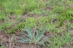 Astragalus brachycarpus