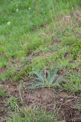 Astragalus brachycarpus