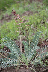Astragalus brachycarpus