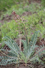 Astragalus brachycarpus